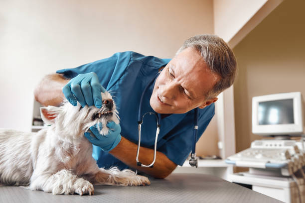 Best 24-Hour Emergency Dentist in Bangor Base, WA